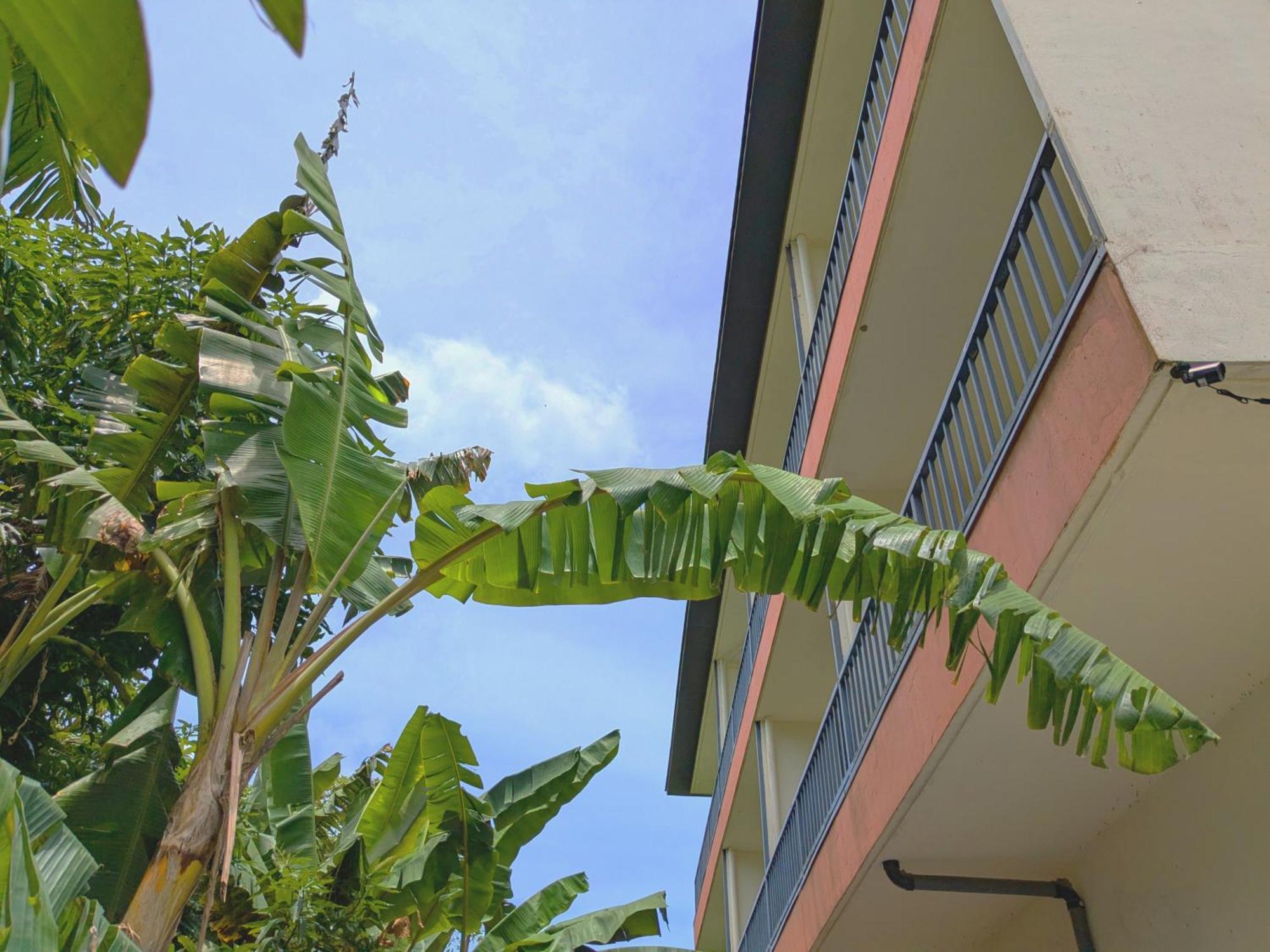 Garden Palace Downtown Koror Exterior foto